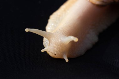 Siyah desenli tekstil arka planında dev Afrika Diyarı salyangozu. Parlak kontrast. Seçici odak