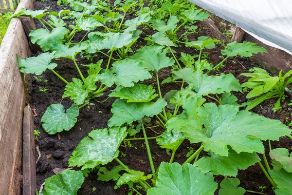 夏の庭のベッドの上に若いズッキーニやカボチャの植物 成長している家庭用エコガーデニングを苗 有機農業の背景 — ストック写真