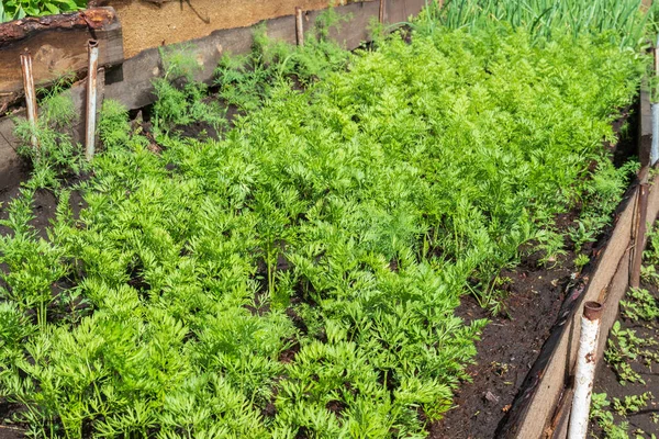 庭のベッドの上で若いニンジンを育てる緑の上 シンプルな家庭用エコ園芸 有機農業の背景 — ストック写真