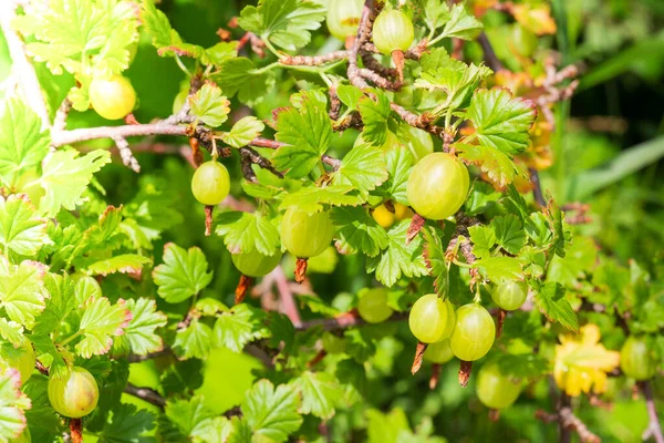 Groseille Maquereau Verte Sur Une Branche Buisson Dans Jardin Fruits — Photo