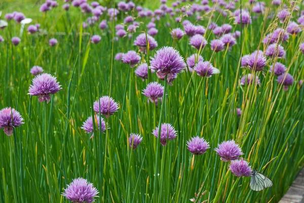 Lila Virágok Dekoratív Allium Ellen Zöld Levelek Nyári Háttér — Stock Fotó