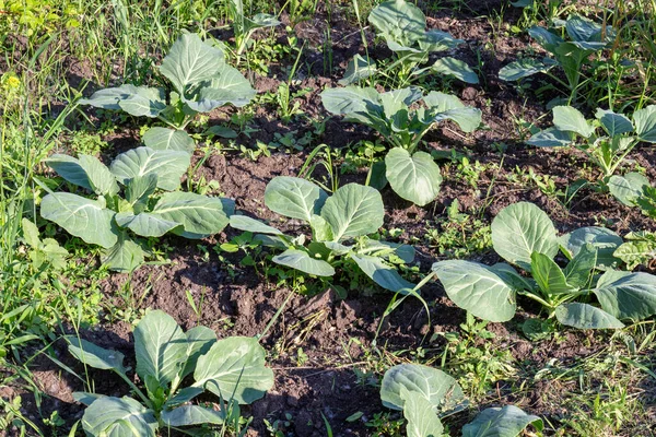 若いキャベツは庭の野菜ベッドで成長します エコガーデニングの概念 有機農業の背景 — ストック写真