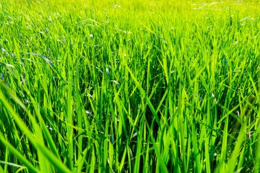 Güneşli yaz gününde taze yeşil çimen arka planı