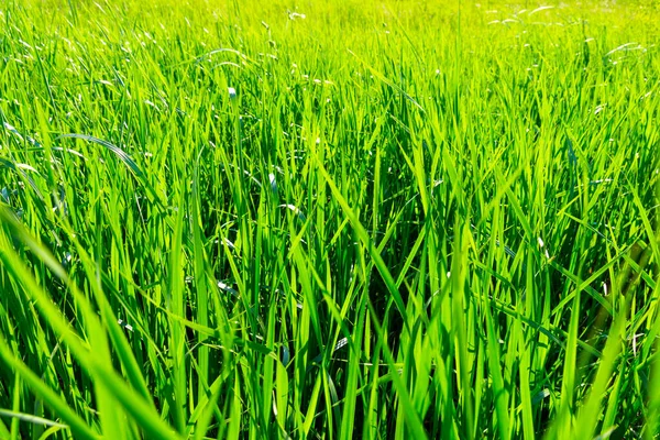 Fresh Green Grass Background Sunny Summer Day — Stock Photo, Image