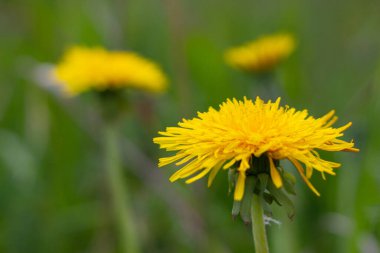 Sarı çiçek açan karahindiba çiçeğinin yakın plan görüntüsü. Seçici odak