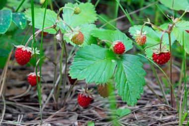Yaz ormanında çalıların üzerinde kırmızı, lezzetli yabani çilekler. Seçici odak