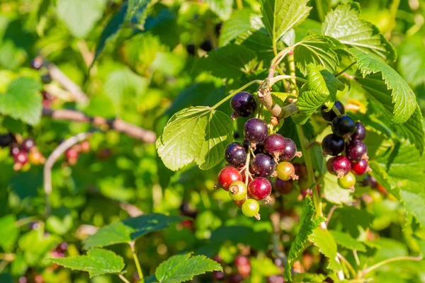 Cassis Sur Branche Dans Jardin Fruitier Été Ensoleillé Lumière Soleil — Photo