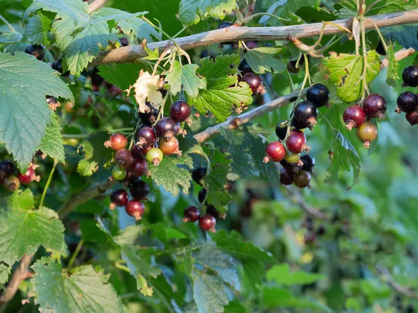 Groselha Preta Não Madura Ramo Jardim Frutos Dia Verão Bagas — Fotografia de Stock