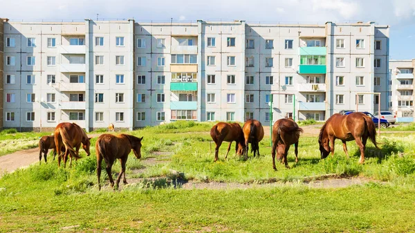 Los Caballos Pastan Patio Edificios Residenciales Paneles Siberia Ruso Pueblo — Foto de Stock