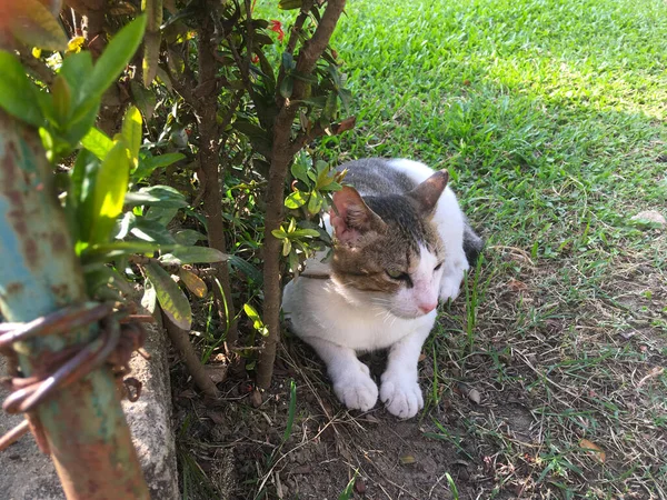 Enojado Gris Blanco Gato Acostado Descansando Bajo Arbusto Hierba —  Fotos de Stock