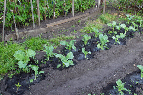 A bed with young cabbage seedlings in a vegetable garden. Organic eco farming