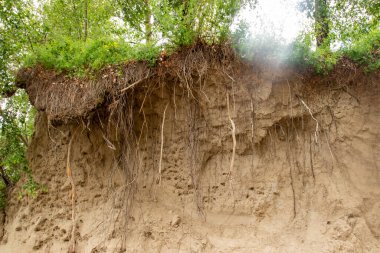 Ağaçlar uçurumun kenarında yetişir. Heyelan ve toprak parçalanmasıyla ortaya çıkan asma ağaç kökleri. Jeoloji ve arazi erozyonu kavramı