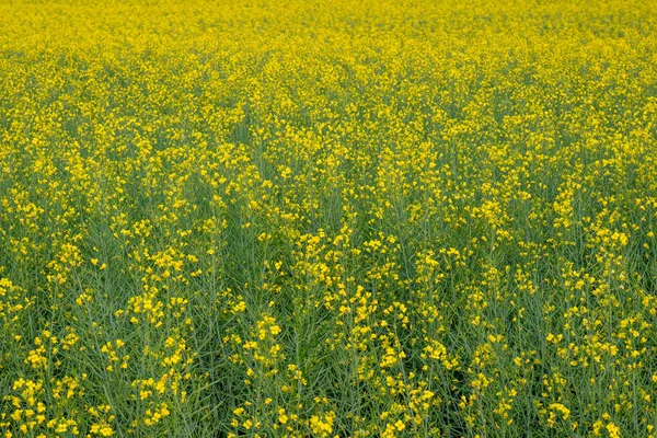 Yellow Rapeseed Flowers Field Summer Background — Stock Photo, Image