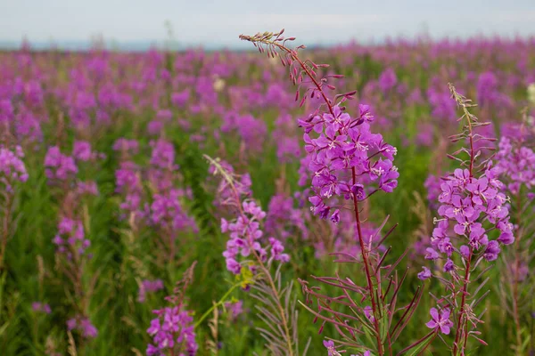 ローズベイのウィロブやホタルとピンクの開花草原 紫色の花を持つ夏の背景Chamaenerion Angustifolium — ストック写真