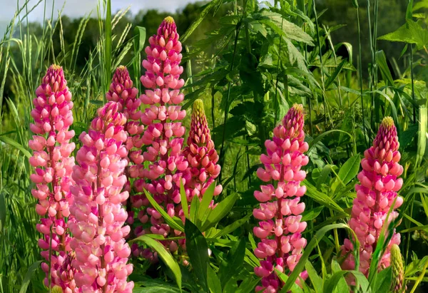 夏の牧草地で濃いピンクの野生のルピナスの花 自然環境の背景 — ストック写真