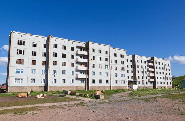 Vidéki Táj Tehenek Nyugszik Udvaron Panel Lakóépületek Szibériában Lakóépületet Részben — Stock Fotó