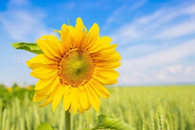 Bulanık doğal arkaplan karşısında sarı ayçiçeği. Seçici odak