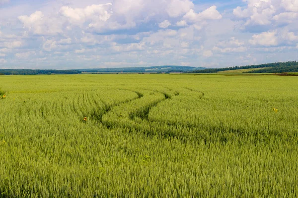 Verão Paisagem Rural Com Estrada Trator Campo Trigo Verde Sob — Fotografia de Stock