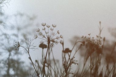 Çeşitli otlar, yarı şeffaf ışık tekstili üzerindeki doğal gölgeler bej tonlarında. Soyut çiçek silueti arkaplanı