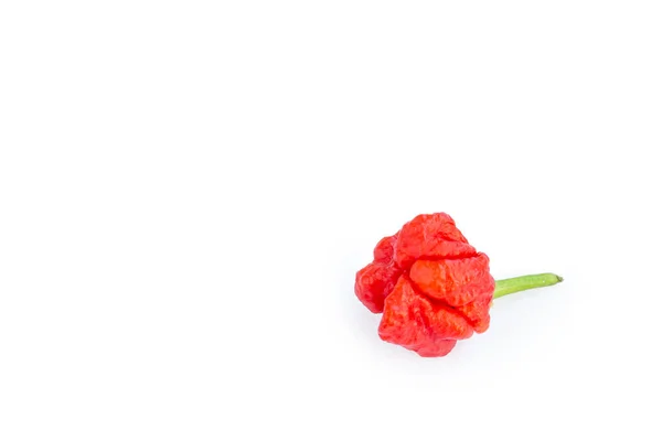 Chili Pepper Carolina Reaper Tail Isolated White Background Copy Space Stock Image