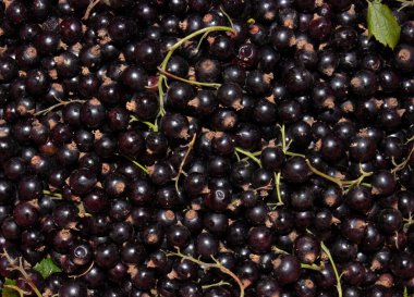 Taze toplanmış, taze, siyah frenk üzümü arkaplanı. Yukarıdan görüntüle