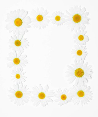 Beyaz arka planda dikdörtgen papatya çiçekleri. Sevgililer Günü kartpostal konsepti. Gerçek aşkın sembolü. Papatya çiçeği deseni