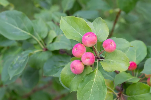 Mele Selvatiche Rosa Acide Tra Foglie Verdi Ramo Estate Sfondo — Foto Stock