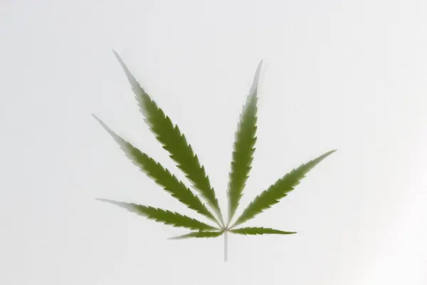 Die Grüne Silhouette Eines Cannabisblattes Schimmert Durch Den Weißen Stoff — Stockfoto