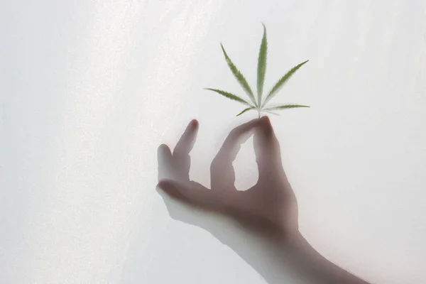 Silueta Verde Una Hoja Cannabis Mano Oscura Brilla Través Tela —  Fotos de Stock