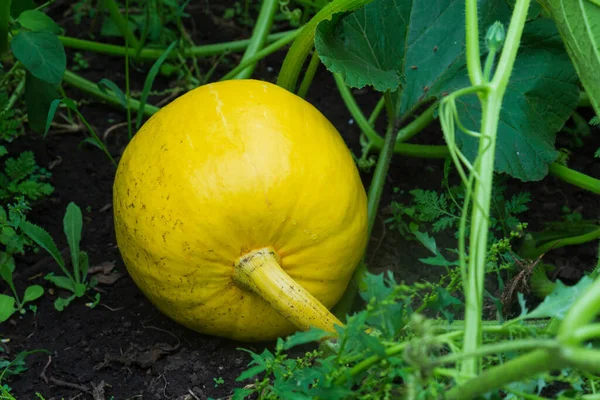 Uma Pequena Abóbora Amarela Entre Folhas Verdes Cresce Cama Jardim — Fotografia de Stock