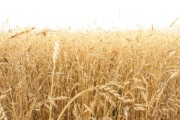 Golden Ears Ripe Wheat End Summer Field Eco Farming Background — Stock Photo, Image