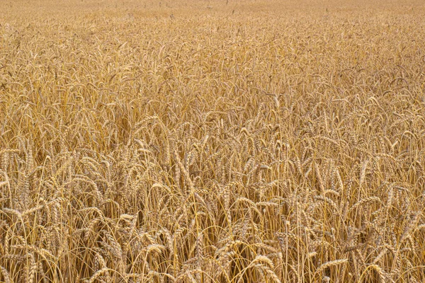 Field Golden Ripe Wheat Autumn Harvest Ears Wheat End Summer Stock Picture