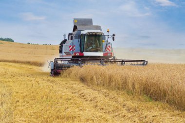 Krasnoyarsk, Rusya -25 Ağustos 2021: Yazın sonunda hasat hasadı olgunlaşmış sarı buğday tarlasında. Tarım geçmişi.