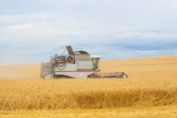 Combina Raccolti Grano Maturo Dorato Campo Alla Fine Dell Estate — Foto Stock