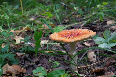 Halüsinojenik zehirli mantar çimenlerin arasında kırmızı sineklik. Amanita ya da Amanita muscaria in taiga glade. Okült uygulamalarda ya da ilaç tedavilerinde kullanılan dekolteler ve kurutulmuş mantarlar.