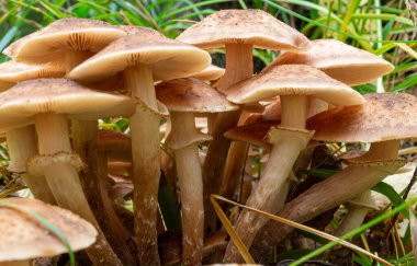 Sonbahar ormanlarında yakın plan mantar grubu bal tarımı. Armillaria mellea veya bal mantarı yenilebilir mantardır.