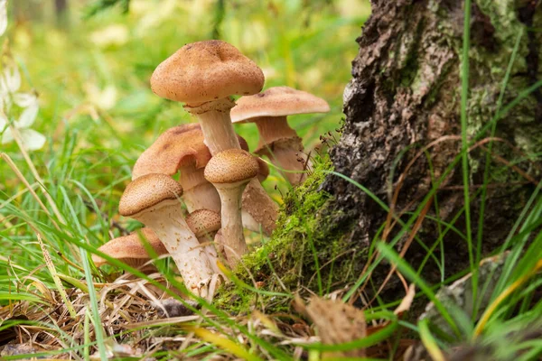 Sonbahar ormanlarında huş ağacında bir grup mantar bal mantarı. Armillaria mellea yenilebilir güzel bir mantardır..