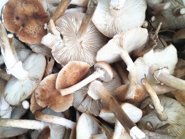 Taze mantarların arka planında bal aroması var. Armillaria mellea ya da bal mantarı lezzetli bir orman yenilebilir mantarıdır. Üst görünüm