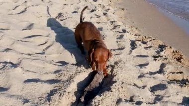 Kumsalda oynayan sevimli köpek. 