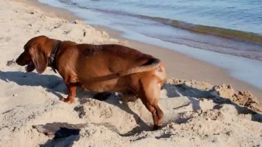 Kumsalda oynayan sevimli köpek. 