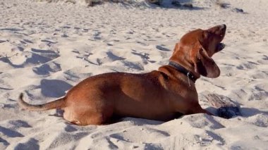 Dachshund güneşli bir yaz gününde kumlu bir sahilde havlar.