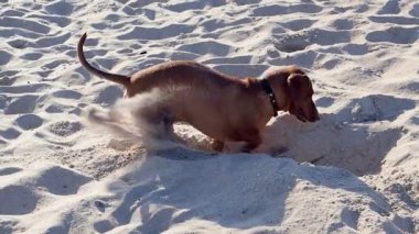 Kumsalda oynayan kızıl saçlı sporcu bir köpek.