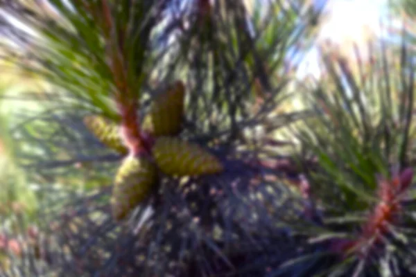Jonge Groene Kegel Van Maritieme Dennen Pinus Pinaster Naaldbos Anapa — Stockfoto