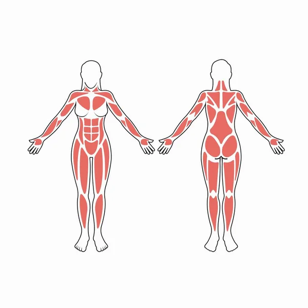女性の体の筋肉ベクトル — ストックベクタ