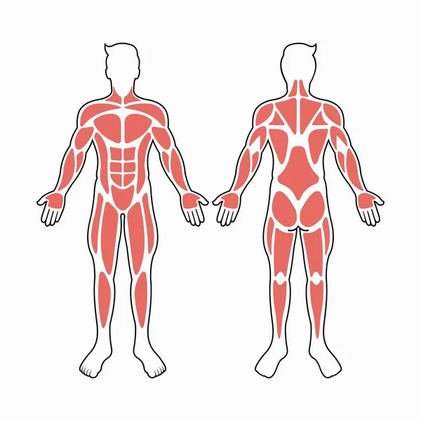 男性身体肌肉载体 — 图库矢量图片