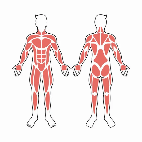 Вектор Мужских Мышц — стоковый вектор