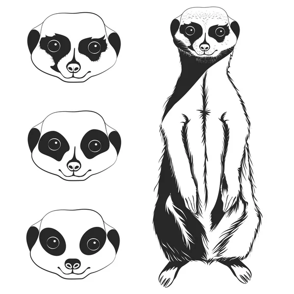 Meerkat. — Vector de stock