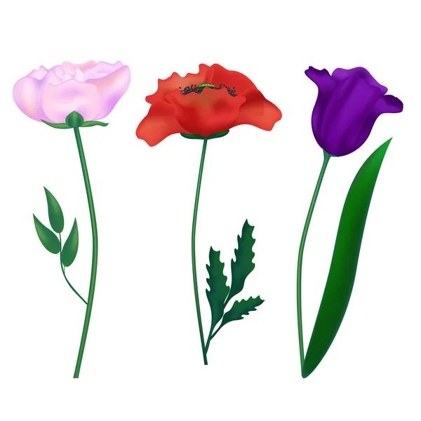 設定する現実的な花 — ストックベクタ