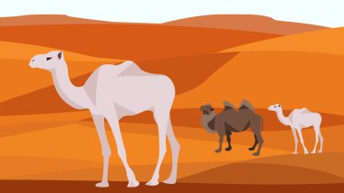 Camel in the desert, sand hills, dunes, animals and nature