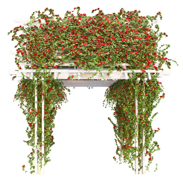 Sträucher mit roten Rosen Pergola — Stockfoto